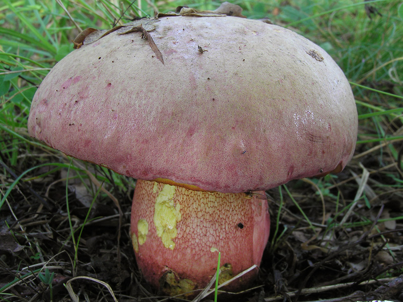 Boletus legaliae